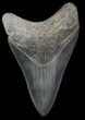 Sharp Lower Megalodon Tooth - Georgia #30371-1